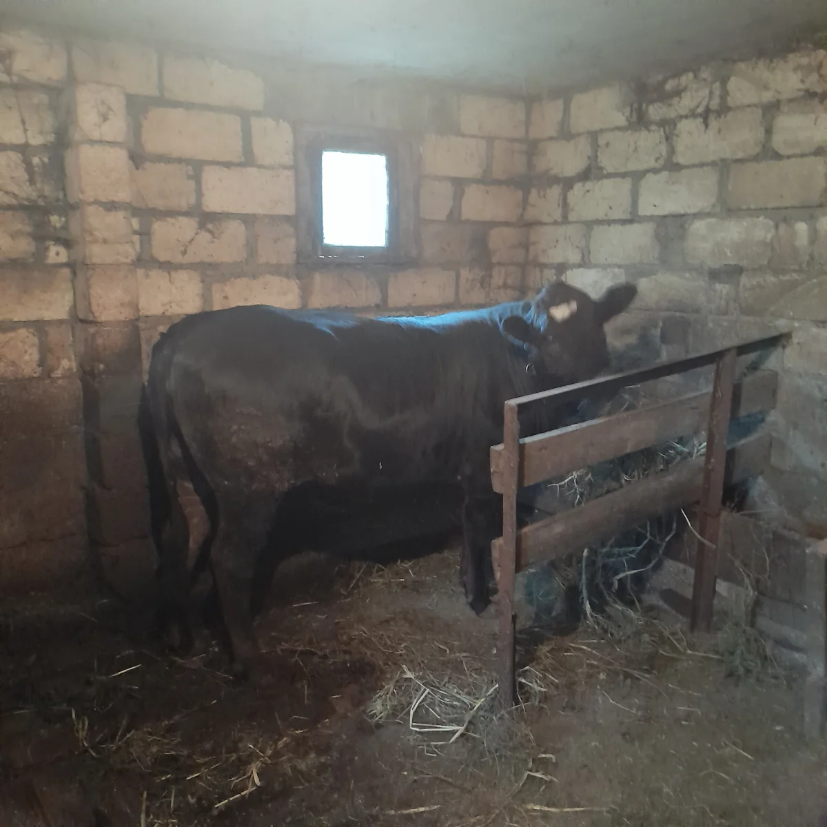 Dana — Heyvanlar, Quşlar, Balıqlar, Şəki