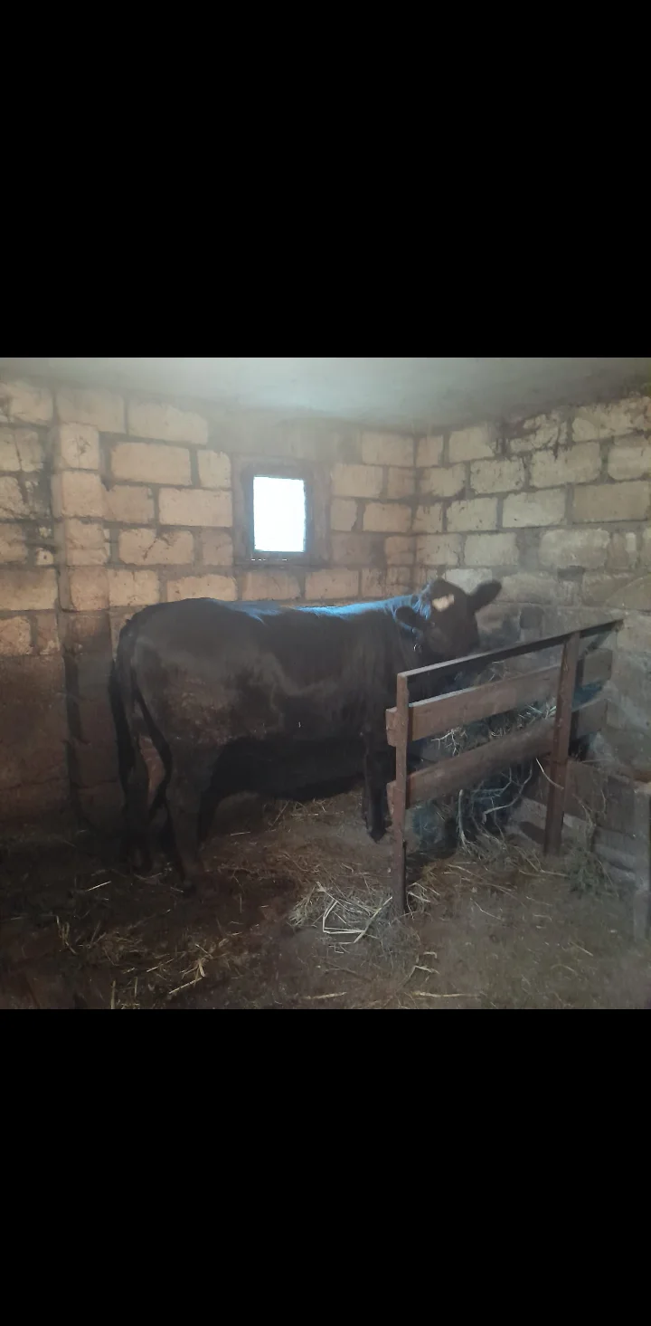 Dana — Heyvanlar, Quşlar, Balıqlar, Şəki