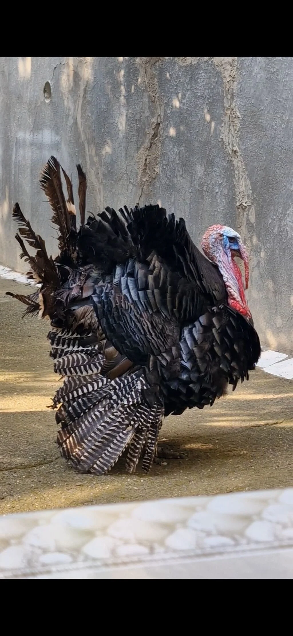 Yumurta — Heyvanlar, Quşlar, Balıqlar, Bakı