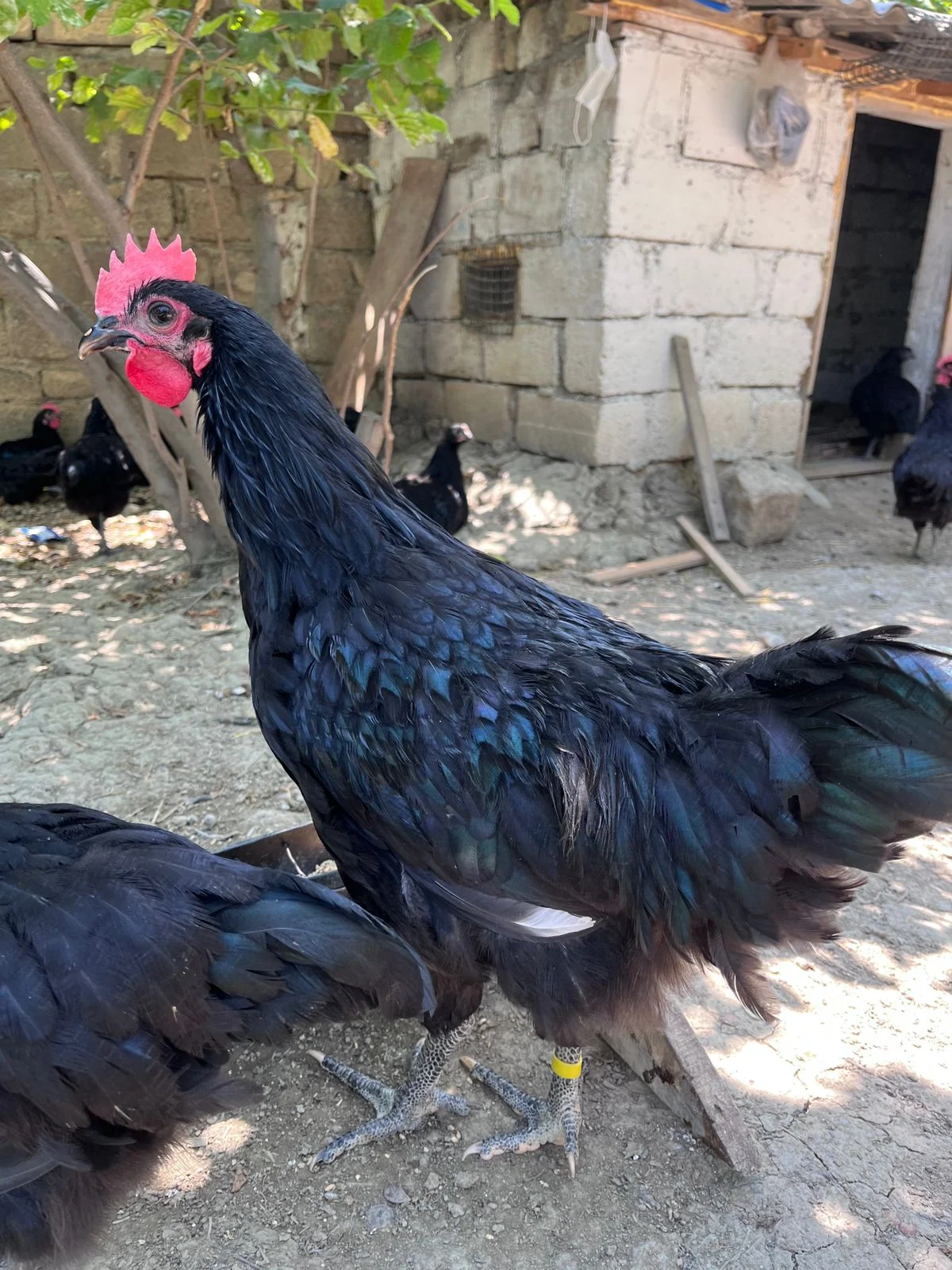 Xoruz — Heyvanlar, Quşlar, Balıqlar, Şabran