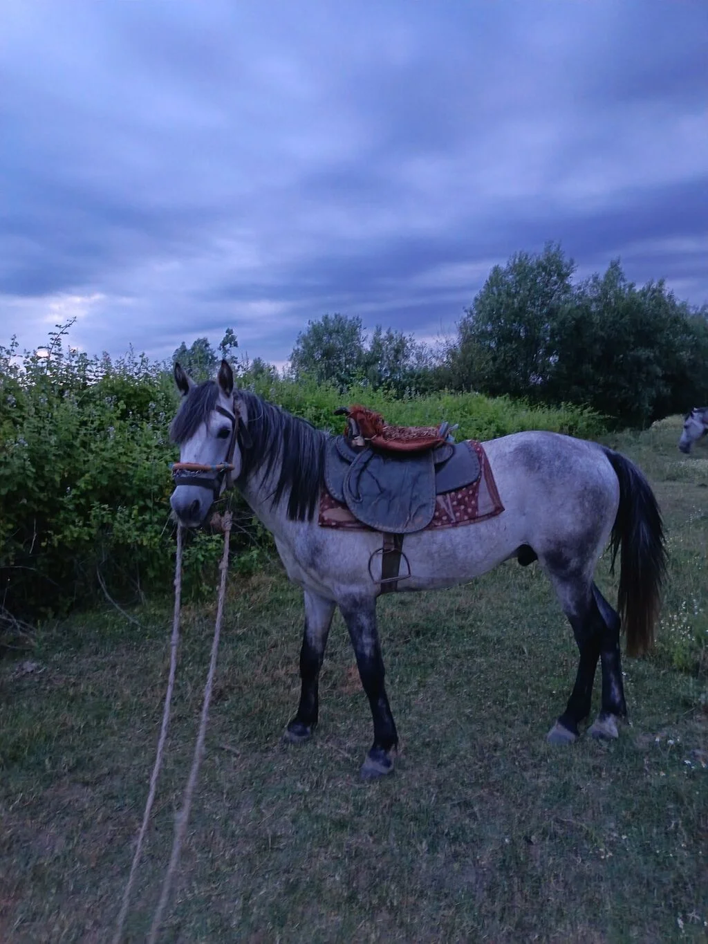 At — Heyvanlar, Quşlar, Balıqlar, İsmayıllı