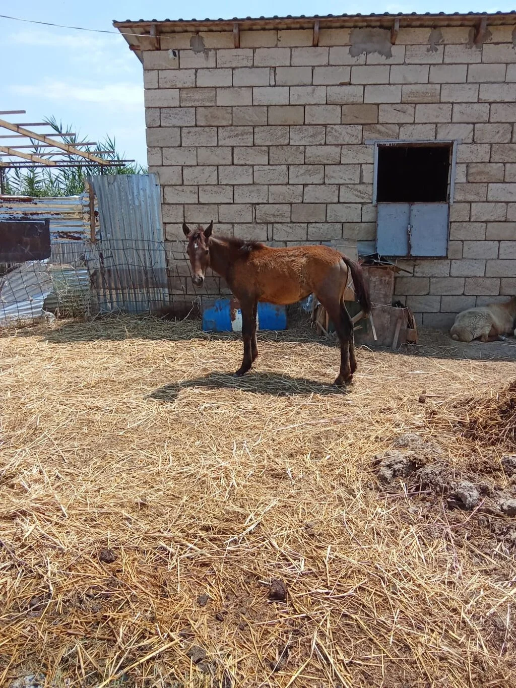 At — Heyvanlar, Quşlar, Balıqlar, Saatlı