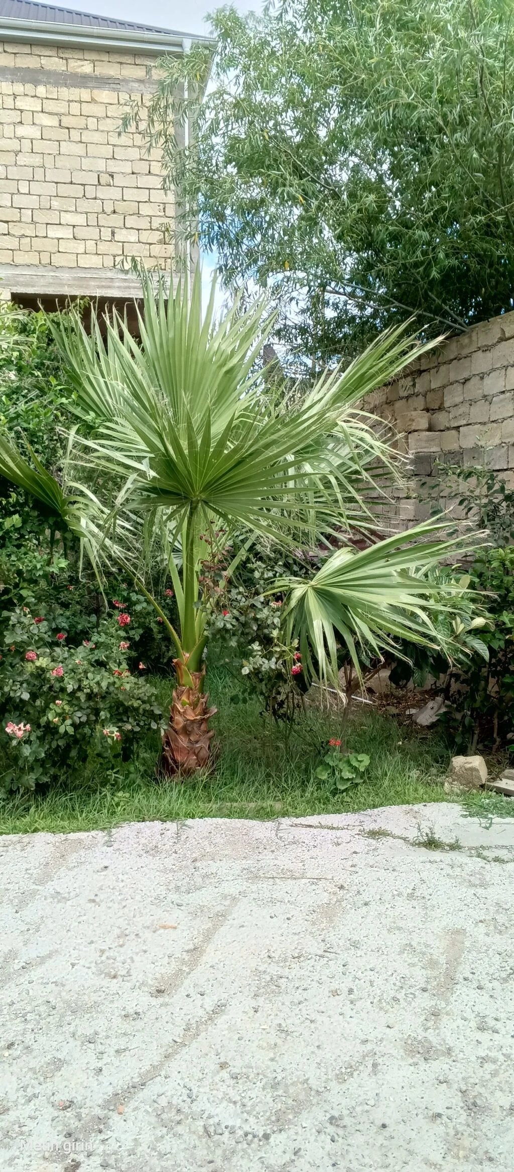 Palma ağacı — Dənlilər, Otlar Yemlər,  Bitkilər, Bakı