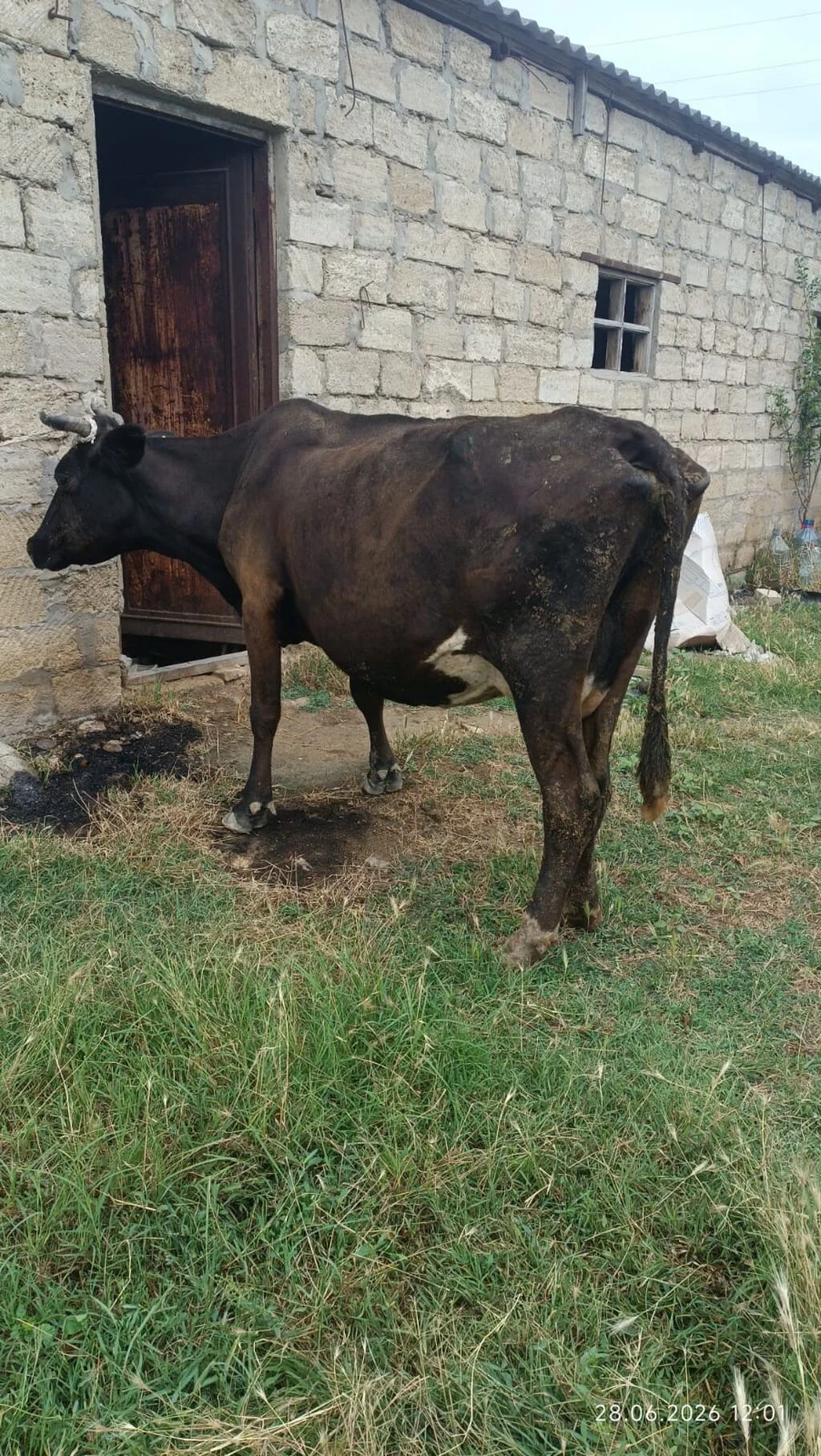 İnək — Heyvanlar, Quşlar, Balıqlar, Bakı