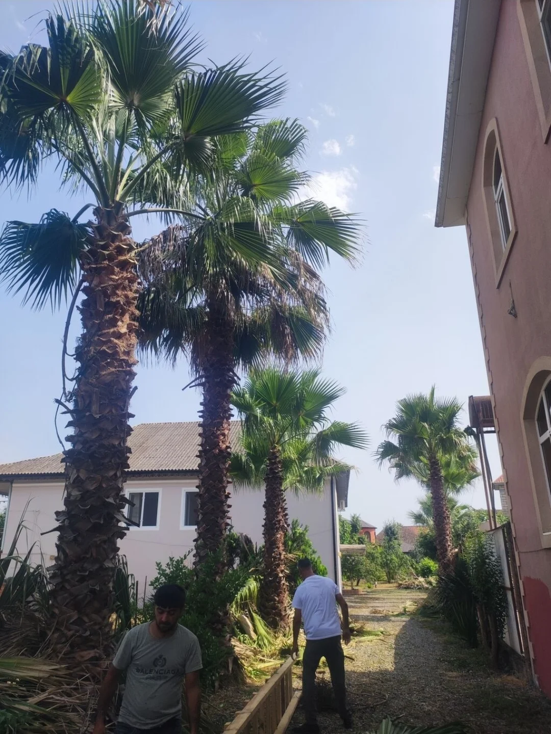 Palma ağacı — Dənlilər, Otlar Yemlər,  Bitkilər, Bakı