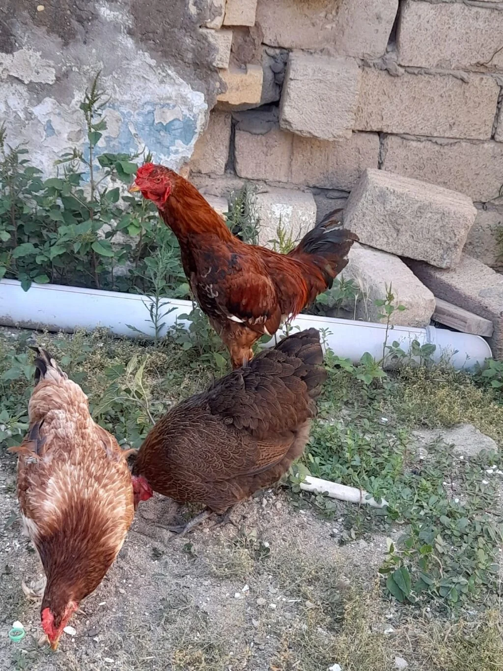 Xoruz — Heyvanlar, Quşlar, Balıqlar, Sumqayıt