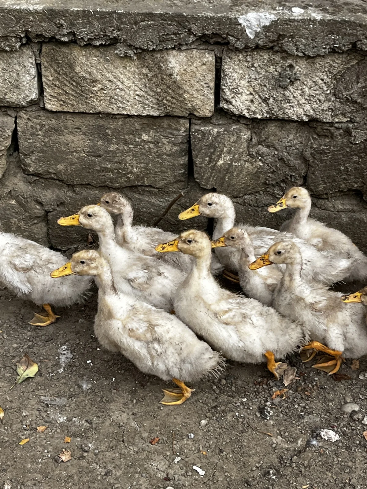 Ördək — Heyvanlar, Quşlar, Balıqlar, Lənkəran