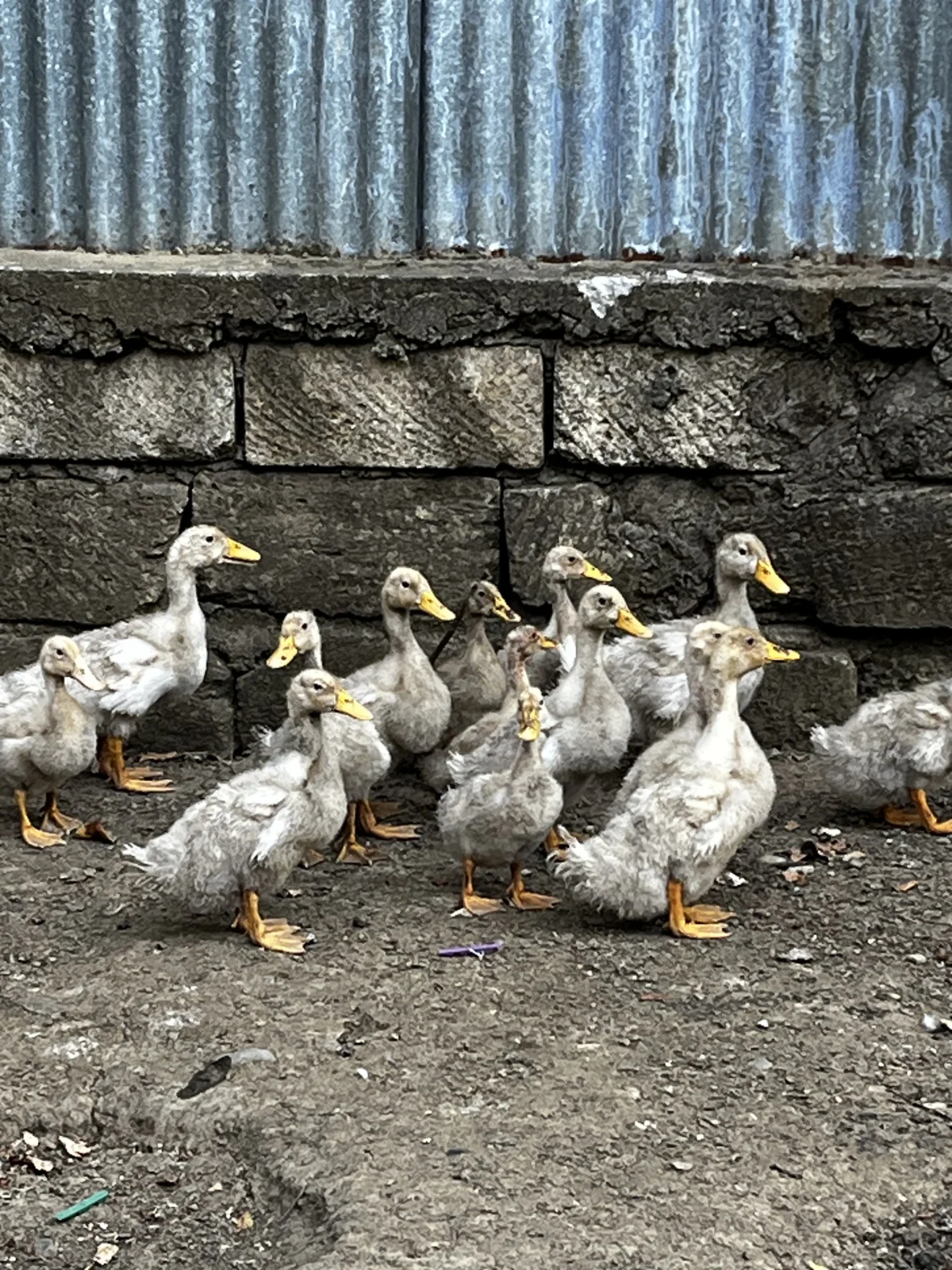Ördək — Heyvanlar, Quşlar, Balıqlar, Lənkəran