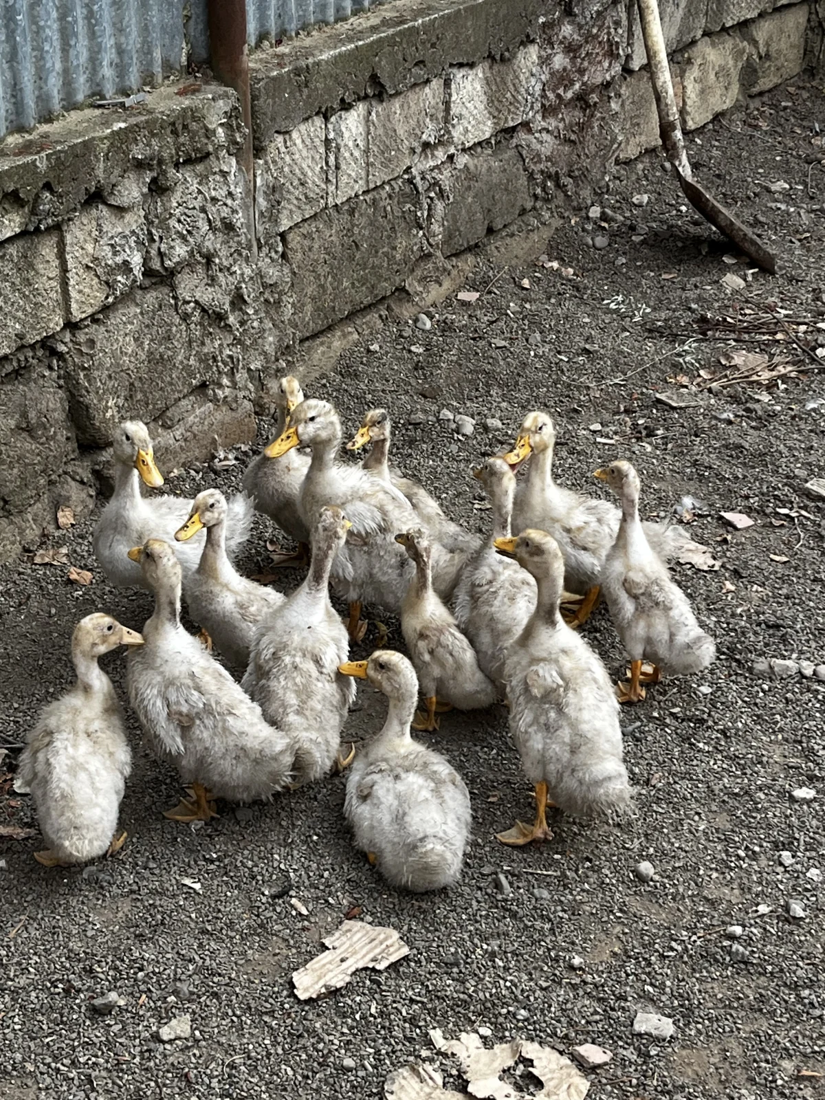 Ördək — Heyvanlar, Quşlar, Balıqlar, Lənkəran