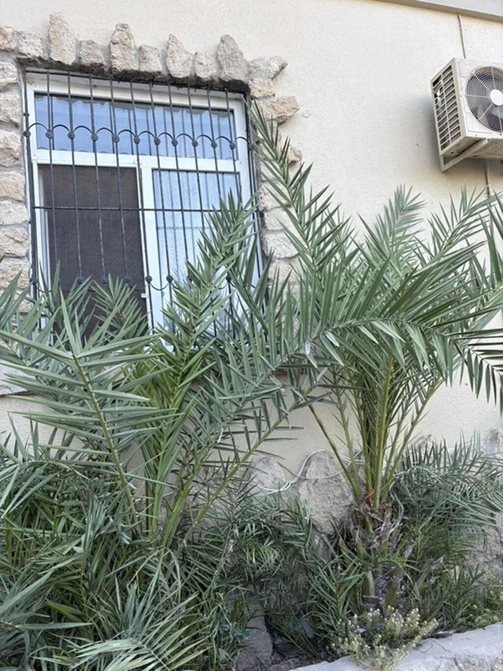 Palma tingi — Dənlilər, Otlar Yemlər,  Bitkilər, Bakı