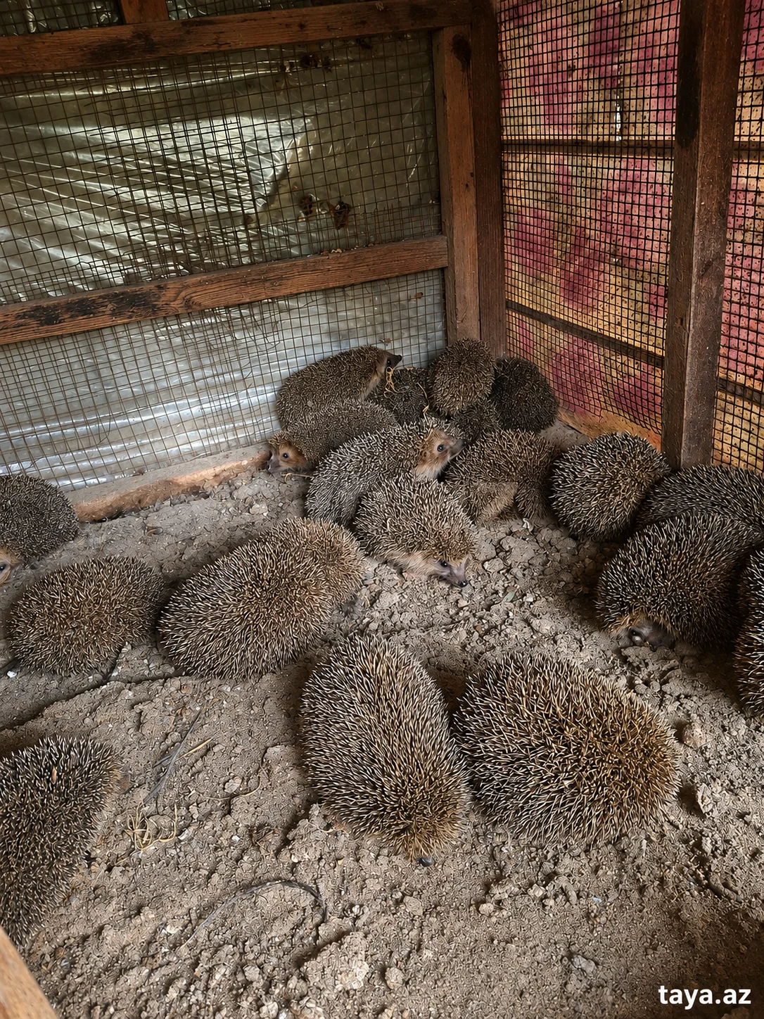 Kirpi — Heyvanlar, Quşlar, Balıqlar, Bakı