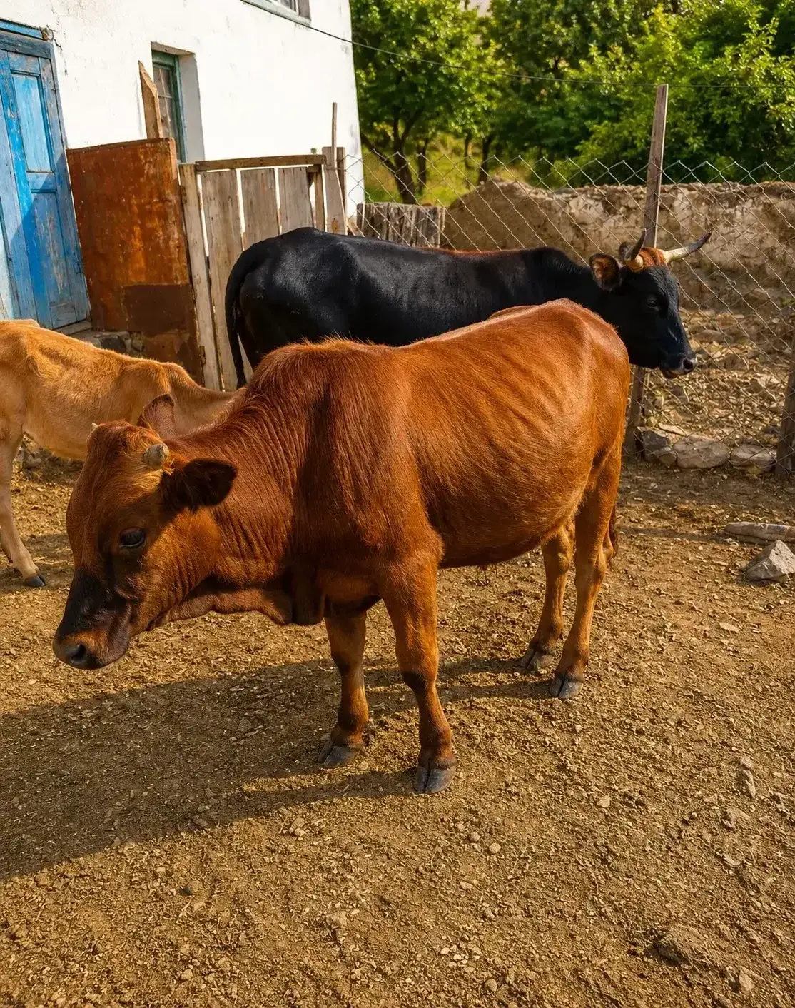 Dana — Heyvanlar, Quşlar, Balıqlar, Lerik