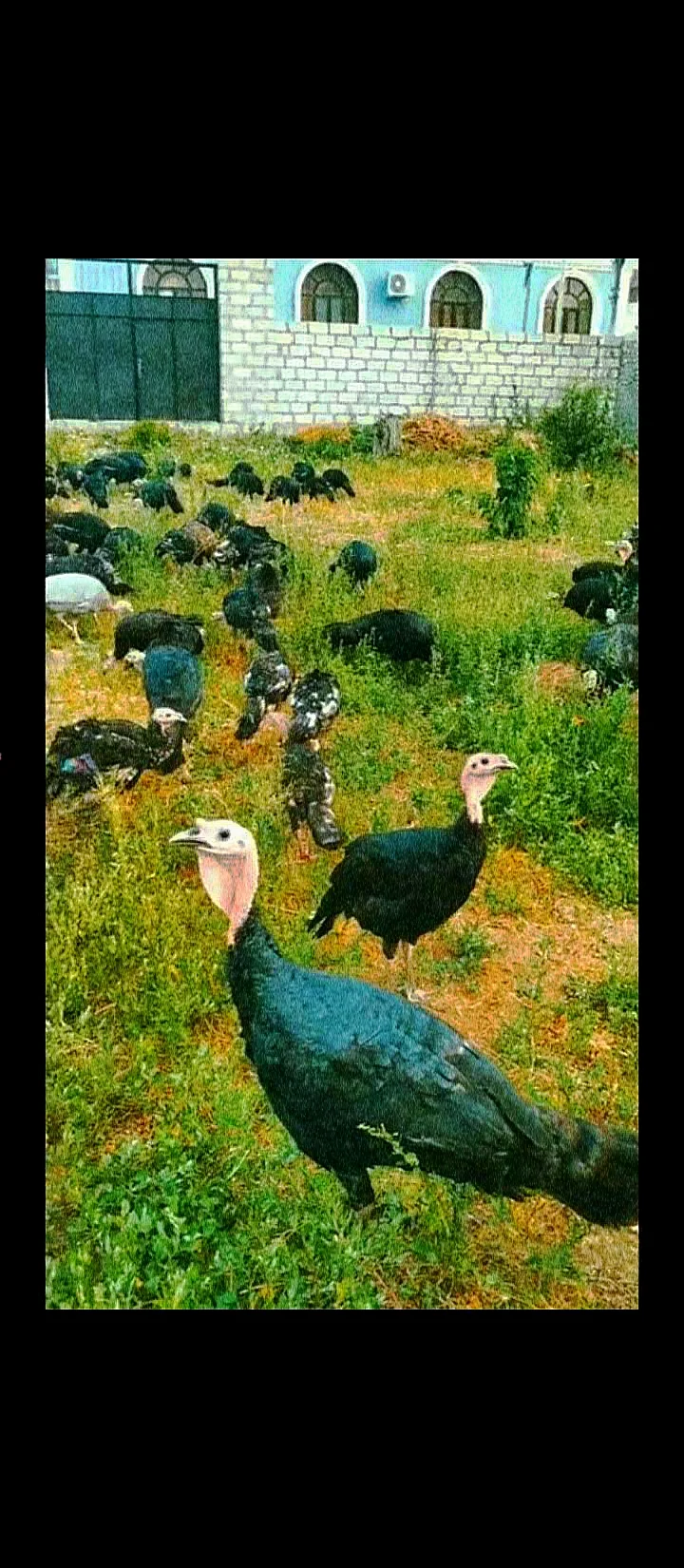 Hinduşka — Heyvanlar, Quşlar, Balıqlar, Goranboy