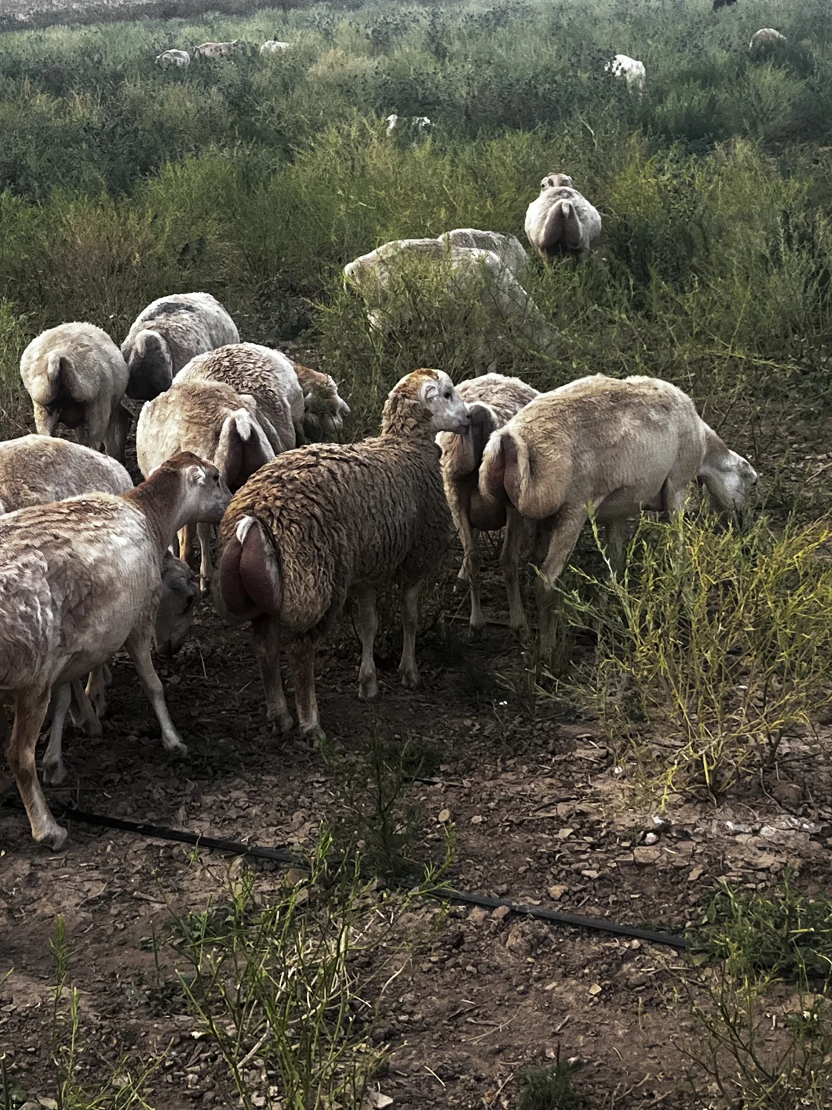 Toğlu — Heyvanlar, Quşlar, Balıqlar, Fizuli
