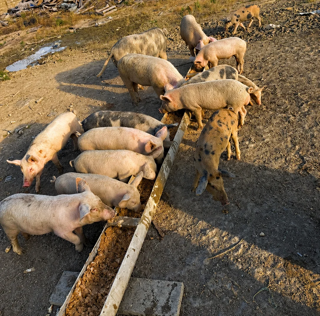 Donuz — Heyvanlar, Quşlar, Balıqlar, Bakı