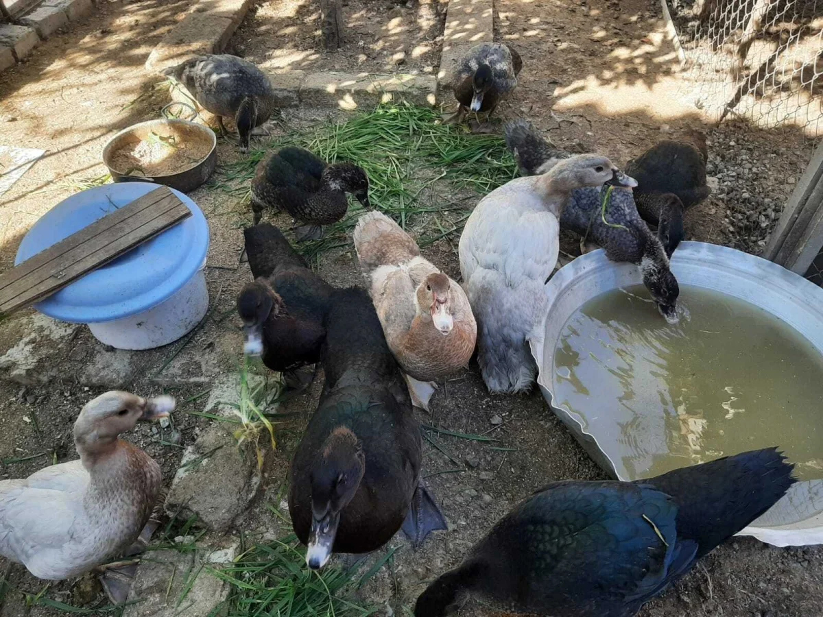 Ördək — Heyvanlar, Quşlar, Balıqlar, Bakı