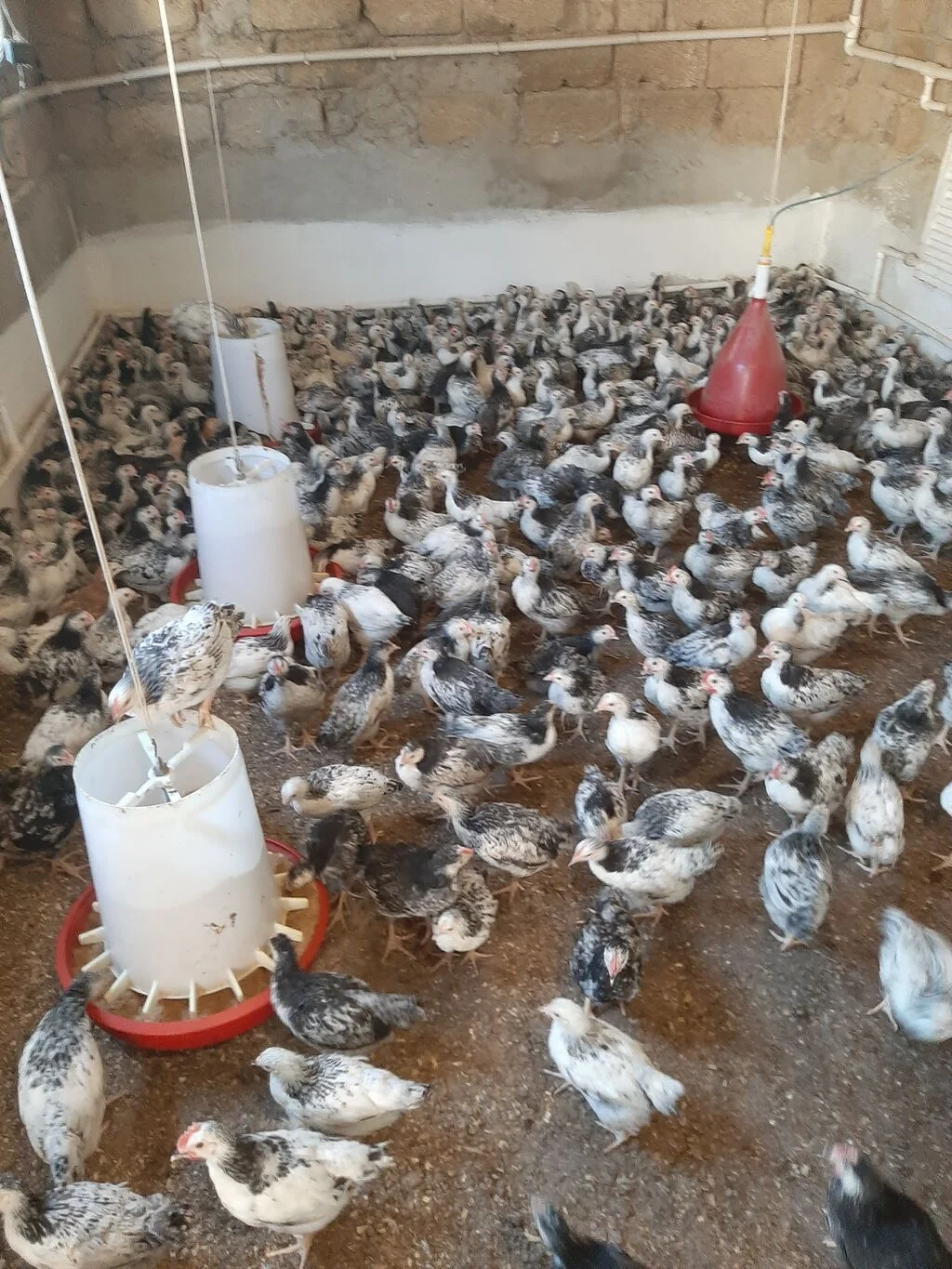 Cücə — Heyvanlar, Quşlar, Balıqlar, Bakı