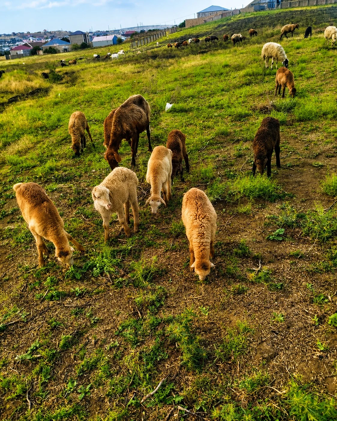 Quzu — Heyvanlar, Quşlar, Balıqlar, Bakı