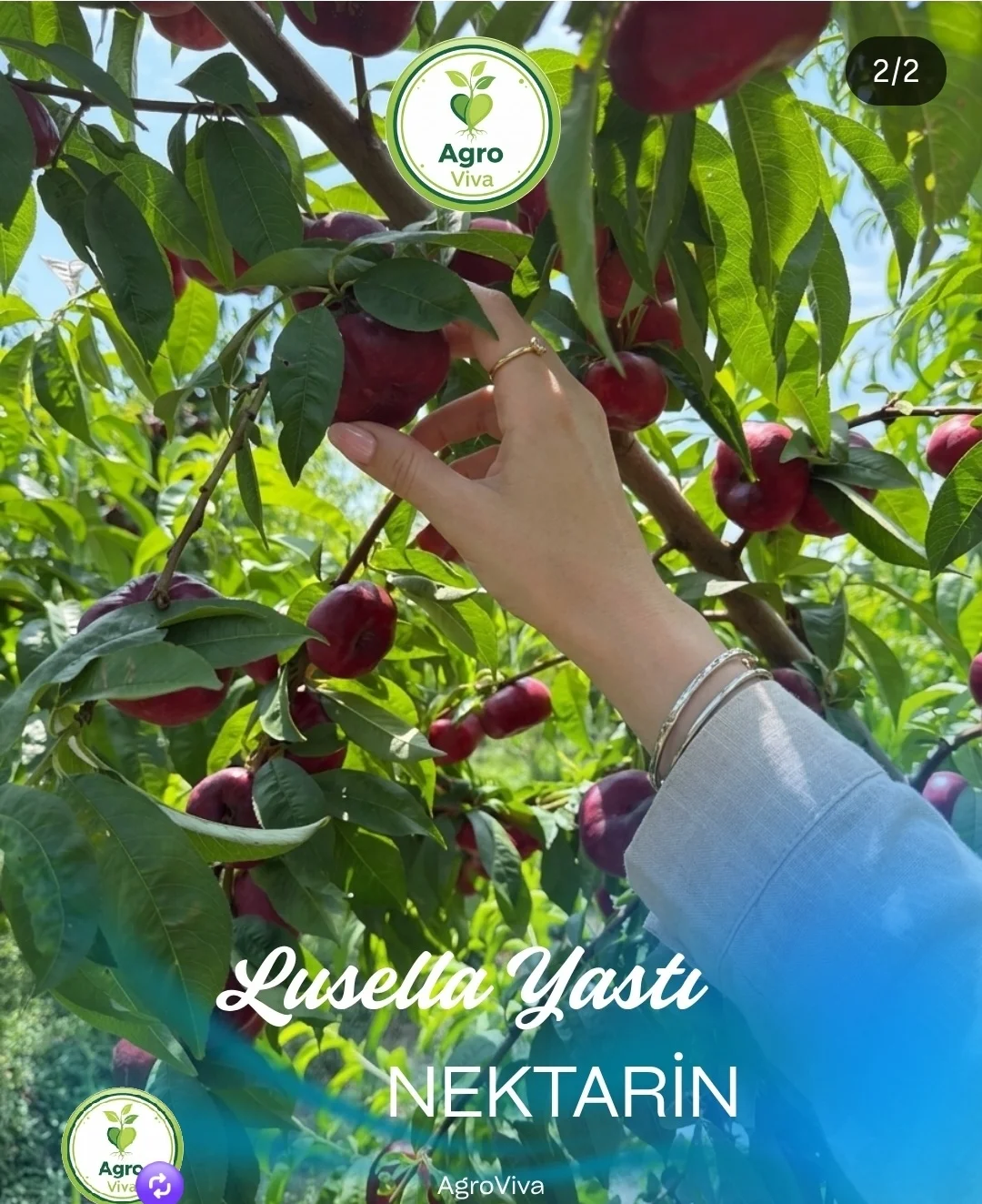 Bağ layihələndirmə xidməti — Kənd/Təs Xidmətləri, Göyçay