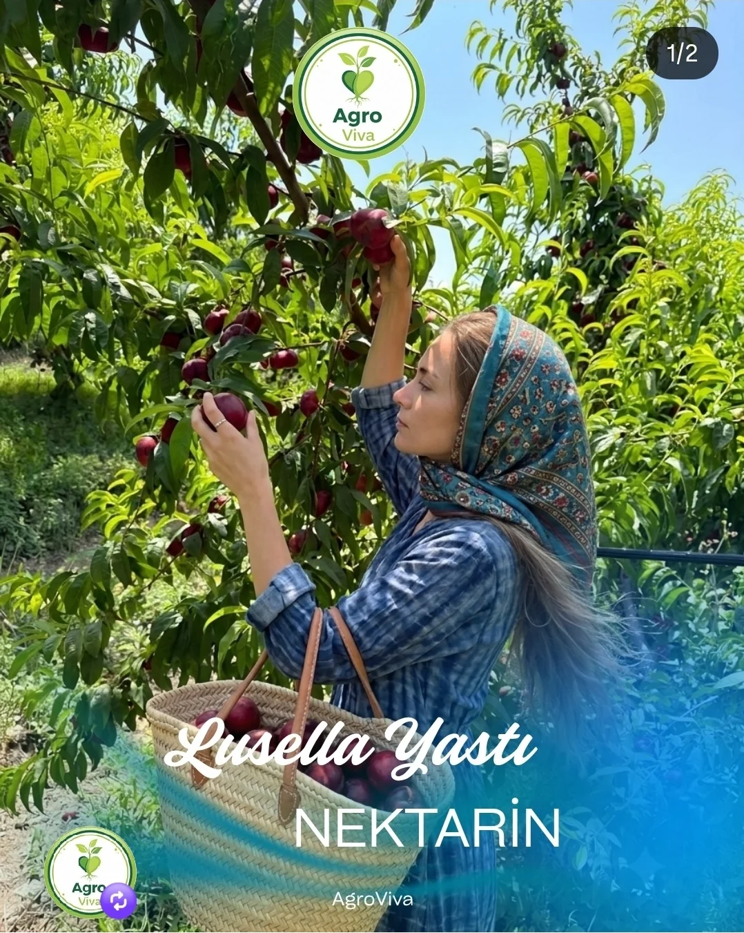 Bağ layihələndirmə xidməti — Kənd/Təs Xidmətləri, Göyçay