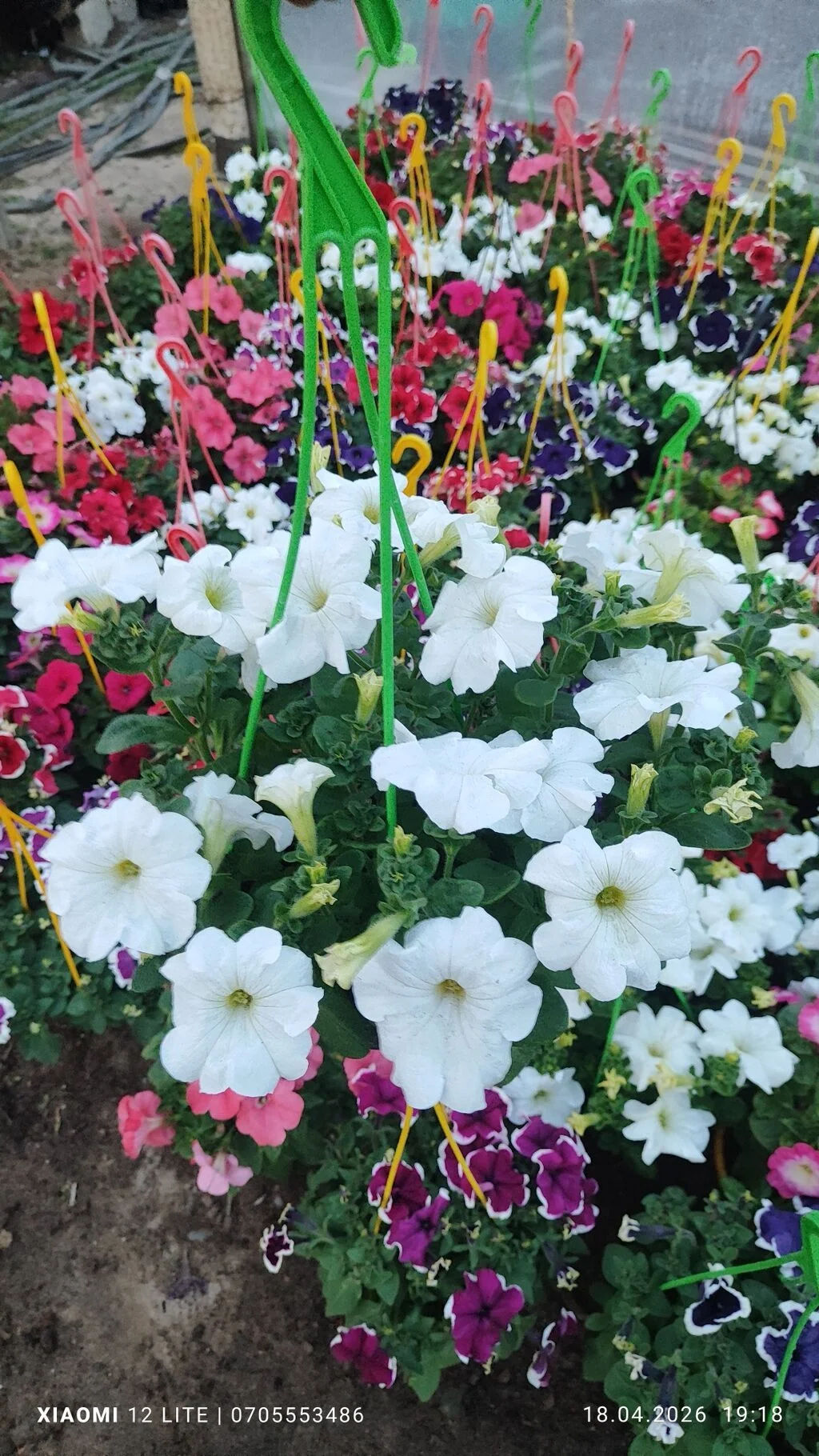 Gül — Dənlilər, Otlar Yemlər,  Bitkilər, Xırdalan