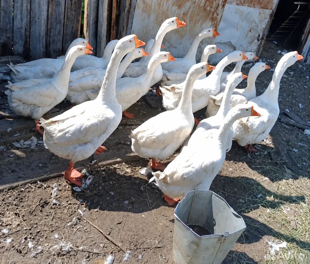 Qaz — Heyvanlar, Quşlar, Balıqlar, Bakı