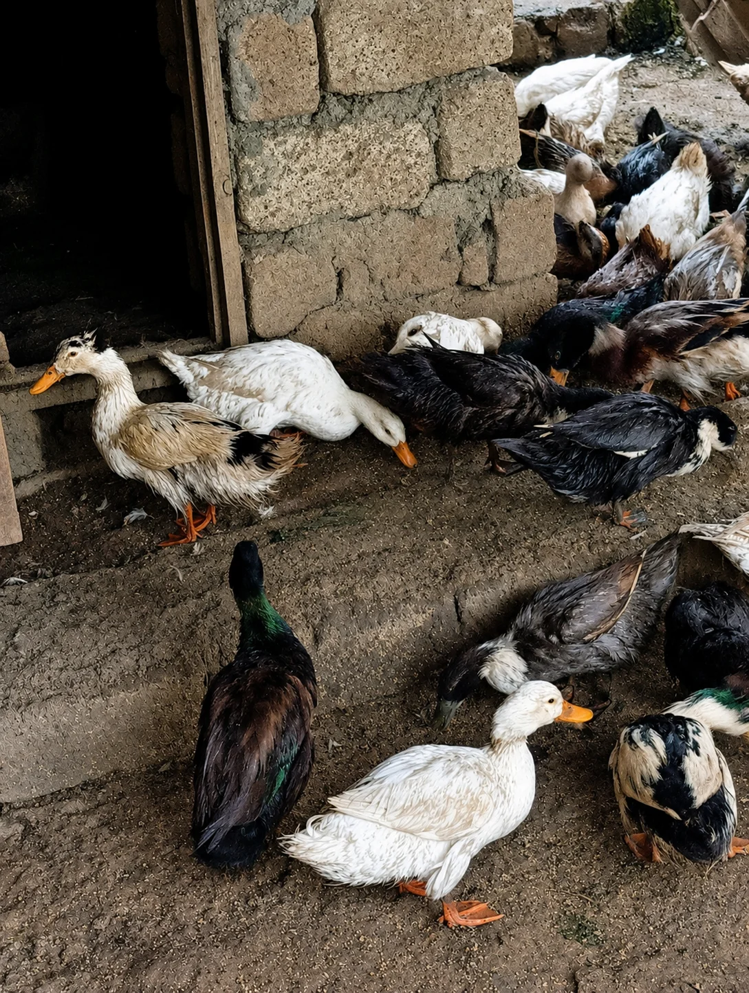 Qaz — Heyvanlar, Quşlar, Balıqlar, Quba