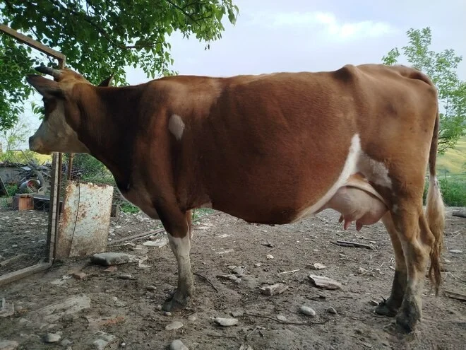 İnək — Heyvanlar, Quşlar, Balıqlar, Şamaxı