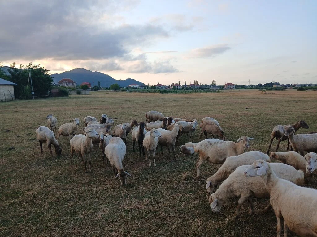 Qoyun — Heyvanlar, Quşlar, Balıqlar, Lənkəran