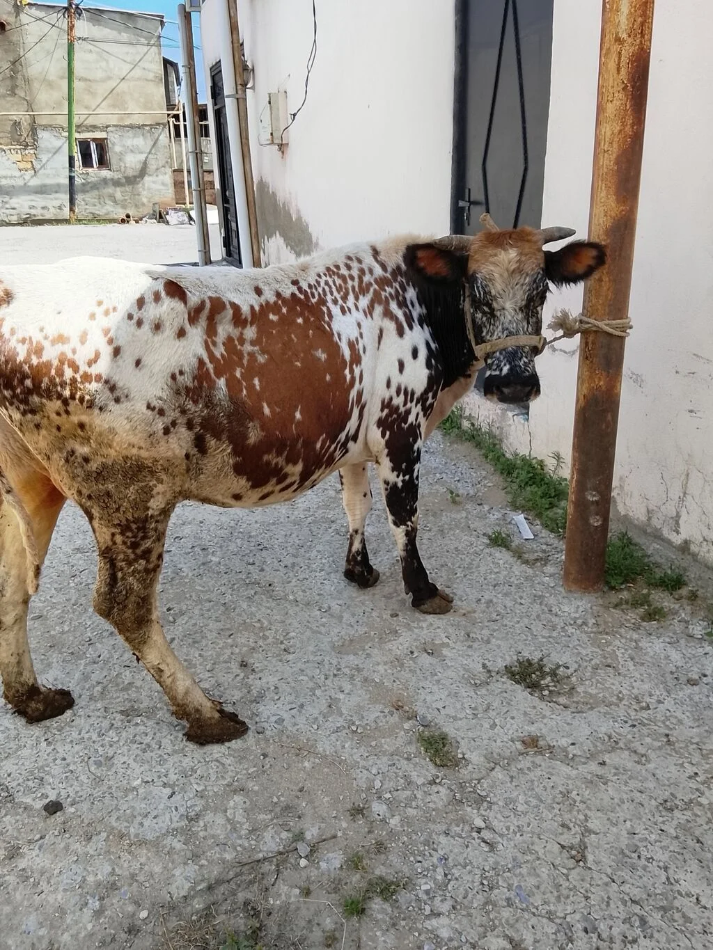 İnək — Heyvanlar, Quşlar, Balıqlar, Xırdalan
