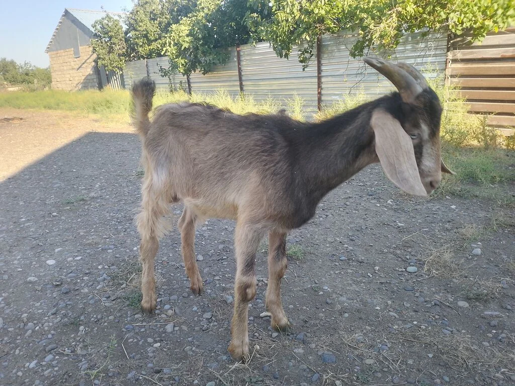 Çəpiş — Heyvanlar, Quşlar, Balıqlar, Mingəçevir
