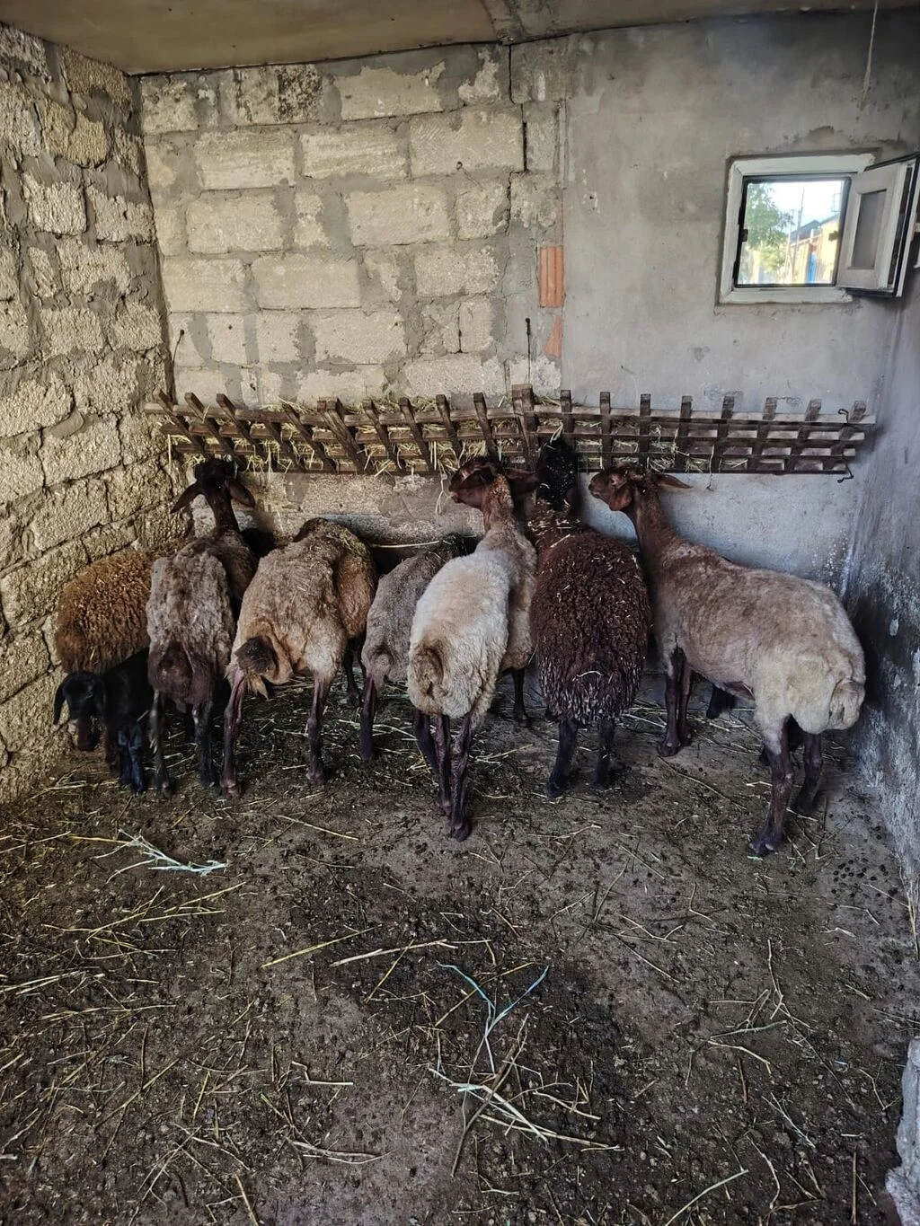 Qoyun — Heyvanlar, Quşlar, Balıqlar, Bakı