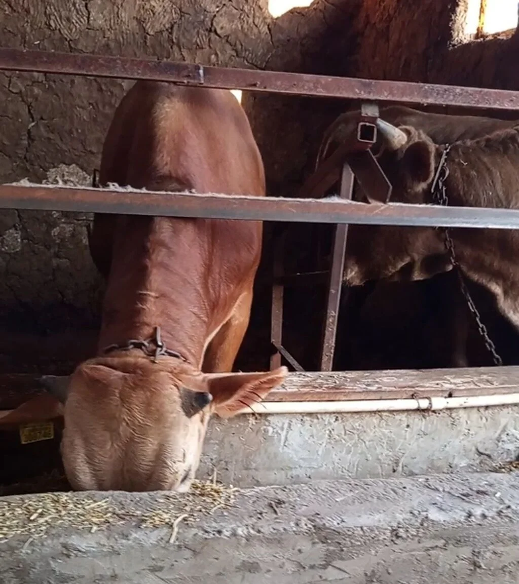 Dana — Heyvanlar, Quşlar, Balıqlar, Neftçala
