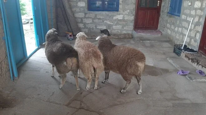 Qoyun — Heyvanlar, Quşlar, Balıqlar, Bakı