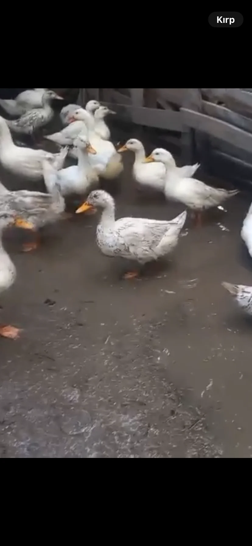 Ördək — Heyvanlar, Quşlar, Balıqlar, Ağcabədi