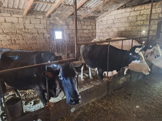 İnək — Heyvanlar, Quşlar, Balıqlar, Naxçıvan
