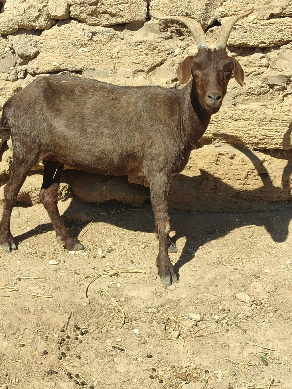 Keçi — Heyvanlar, Quşlar, Balıqlar, Bakı