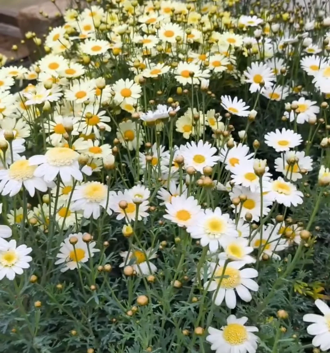Gül — Dənlilər, Otlar Yemlər,  Bitkilər, Bakı