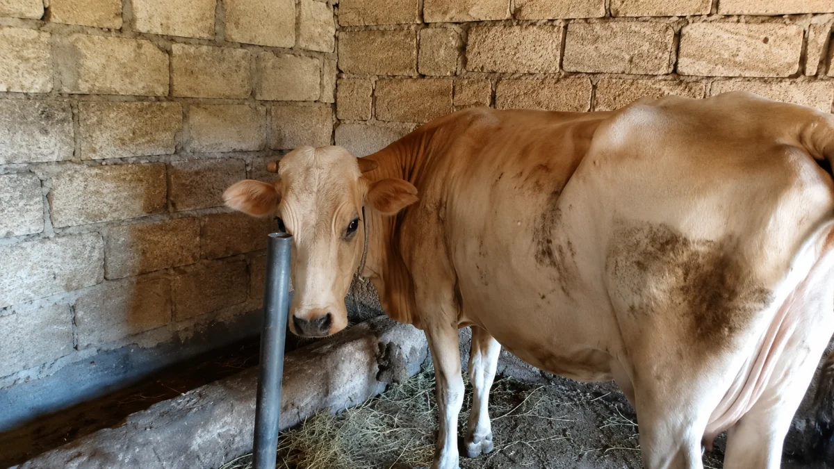 İnək — Heyvanlar, Quşlar, Balıqlar, Bakı