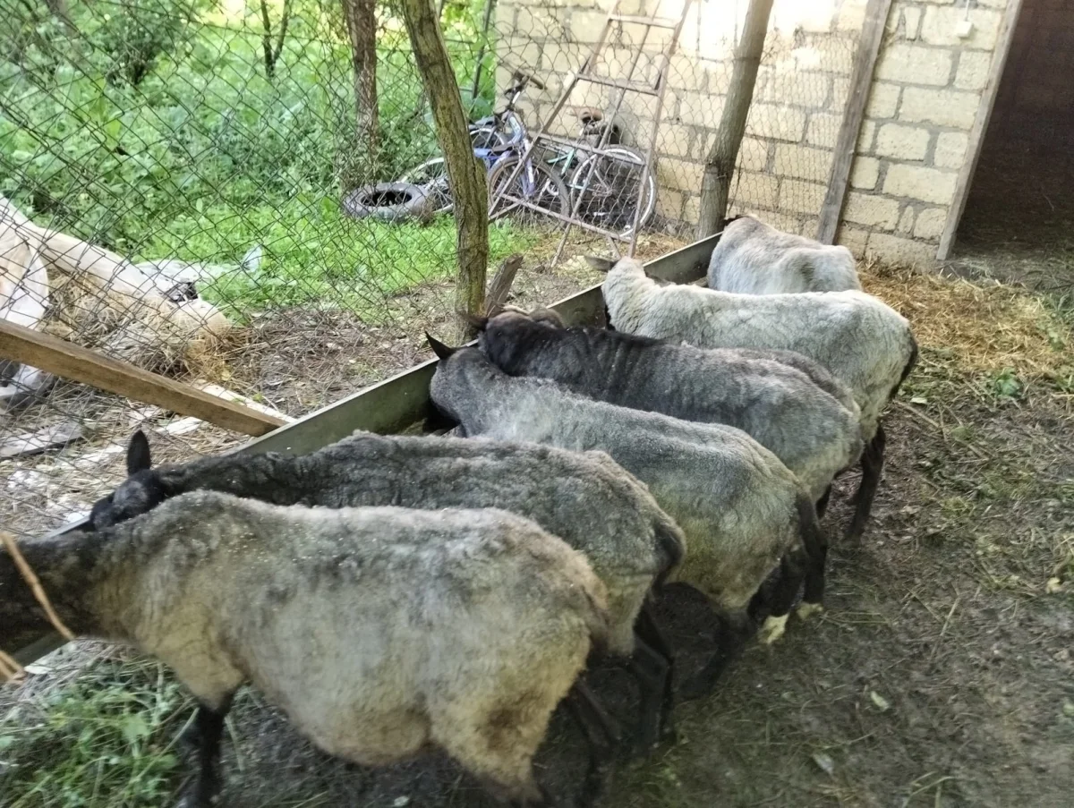 Qoyun — Heyvanlar, Quşlar, Balıqlar, Quba