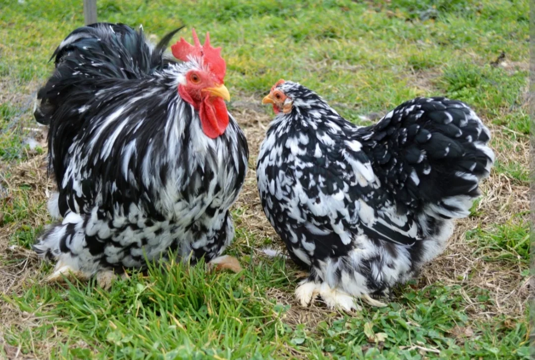 Yumurta — Heyvanlar, Quşlar, Balıqlar, Bakı