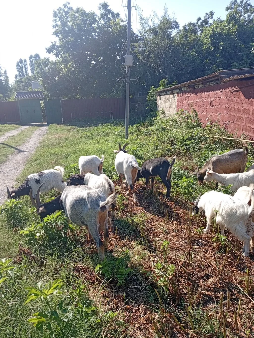 Keçi — Heyvanlar, Quşlar, Balıqlar, Şabran