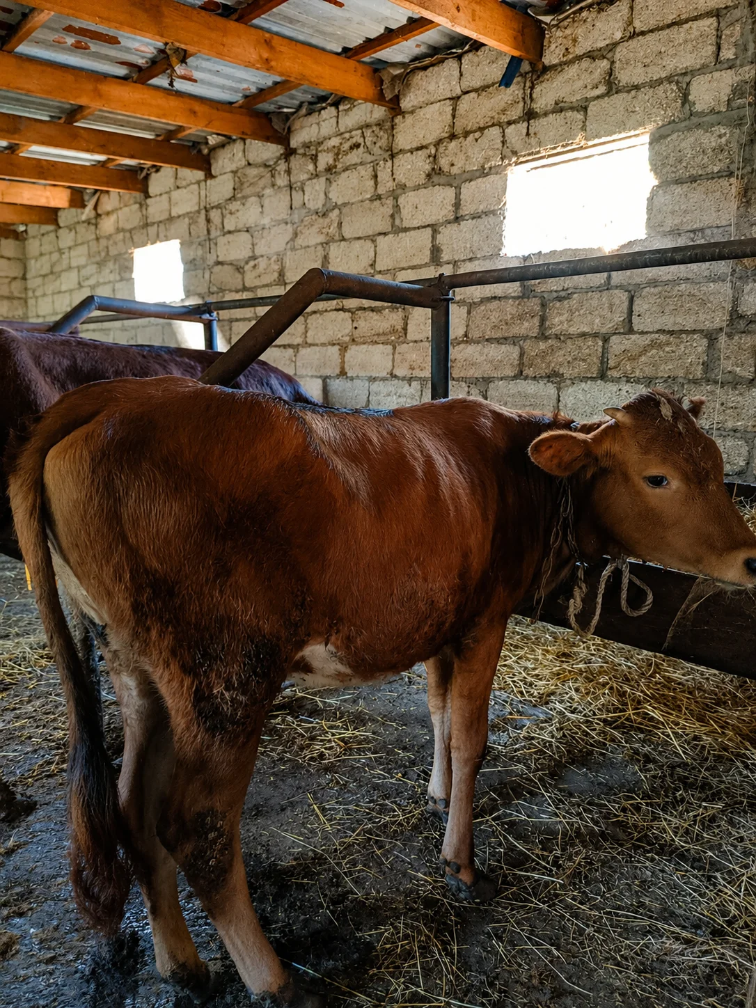 Dana — Heyvanlar, Quşlar, Balıqlar, Xaçmaz