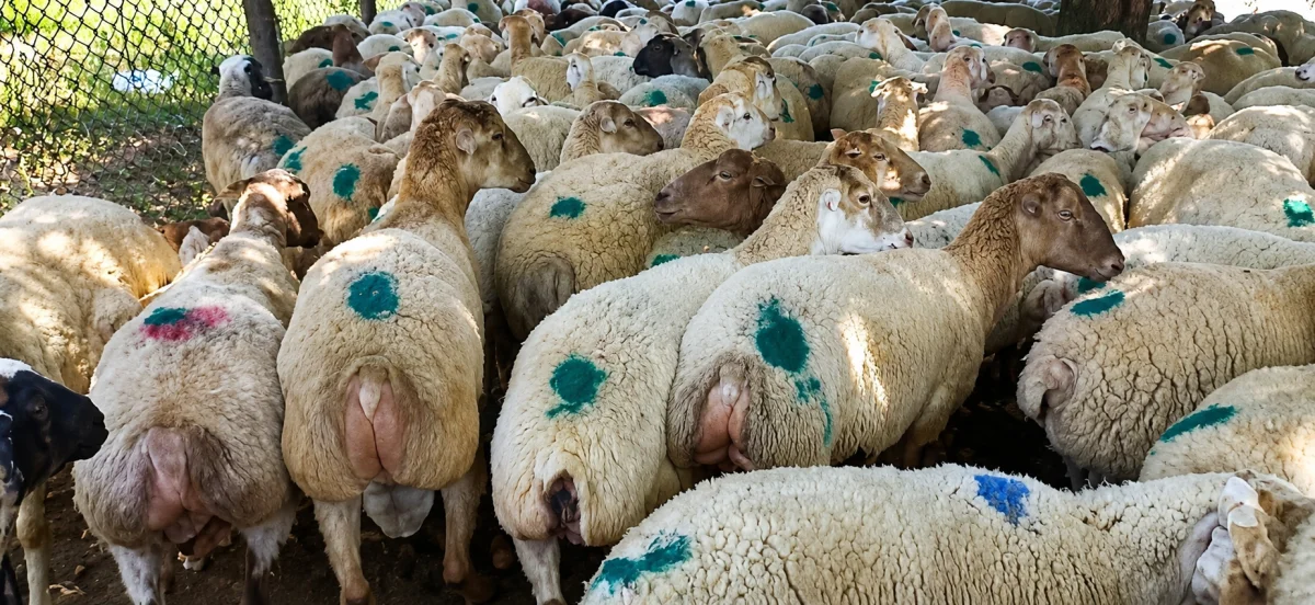 Qoyun — Heyvanlar, Quşlar, Balıqlar, Bakı