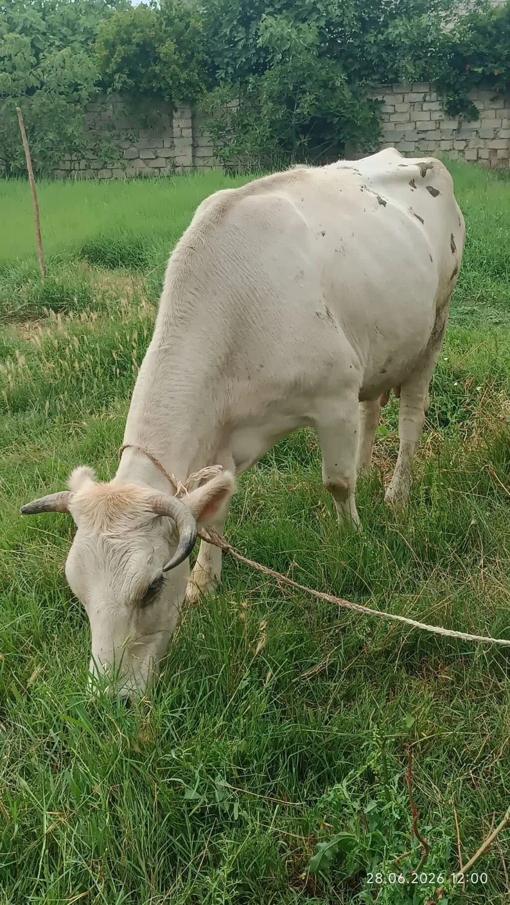 İnək — Heyvanlar, Quşlar, Balıqlar, Xırdalan