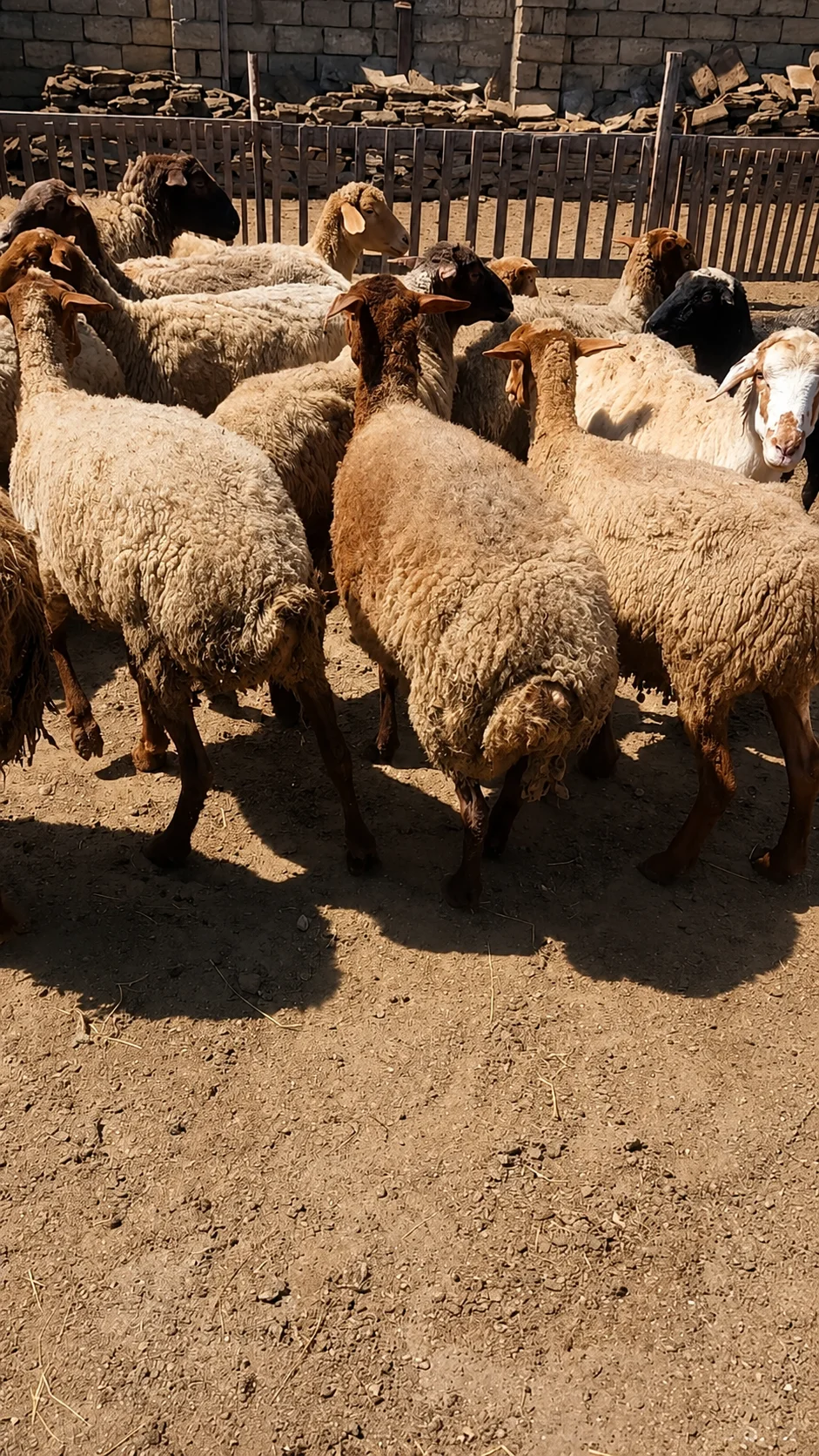Qoyun — Heyvanlar, Quşlar, Balıqlar, Bakı