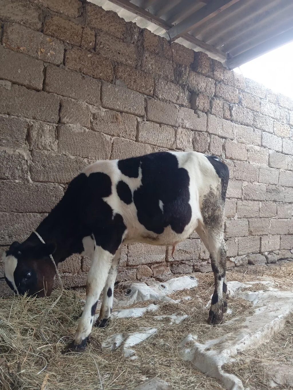 Dana — Heyvanlar, Quşlar, Balıqlar, Bakı