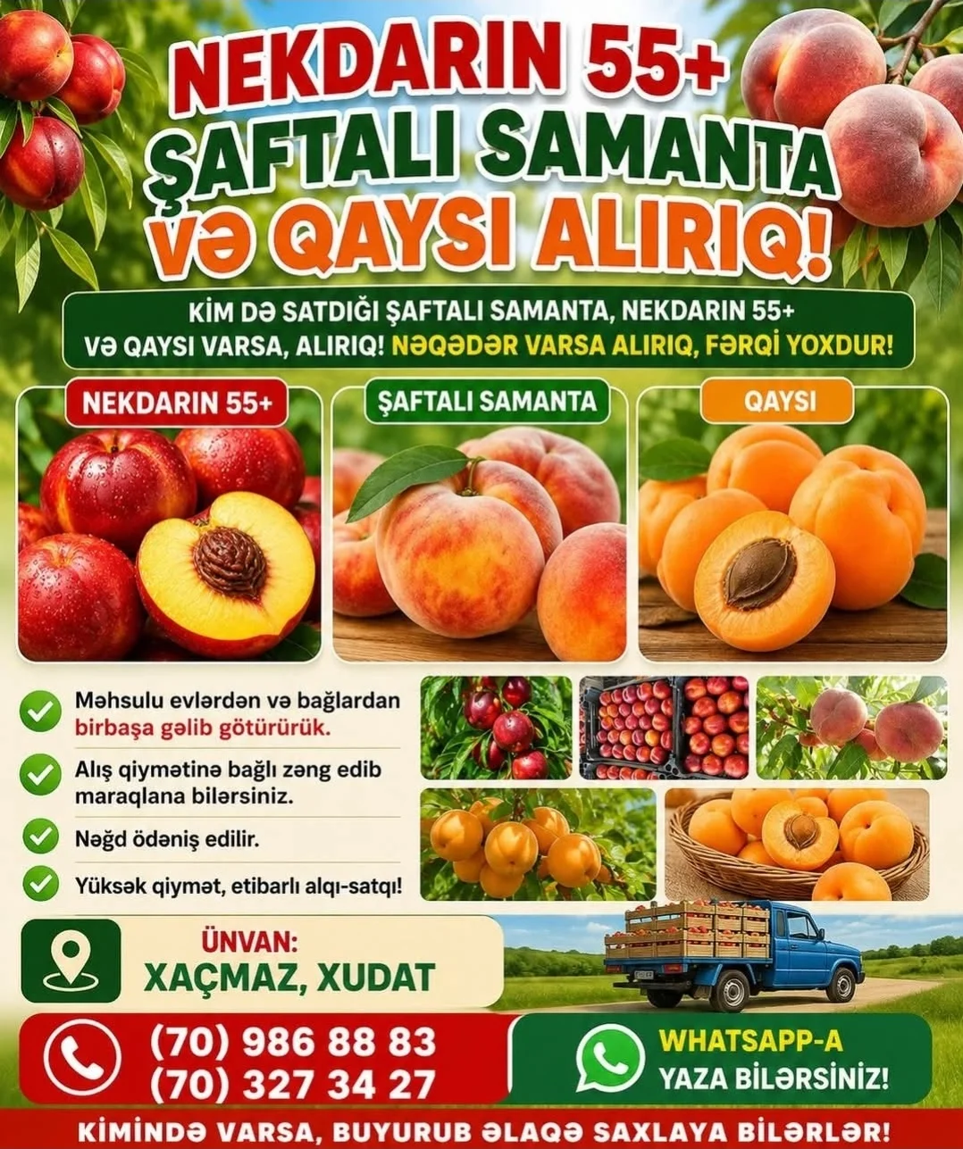 Elan — Meyvə və Giləmeyvə, Xaçmaz