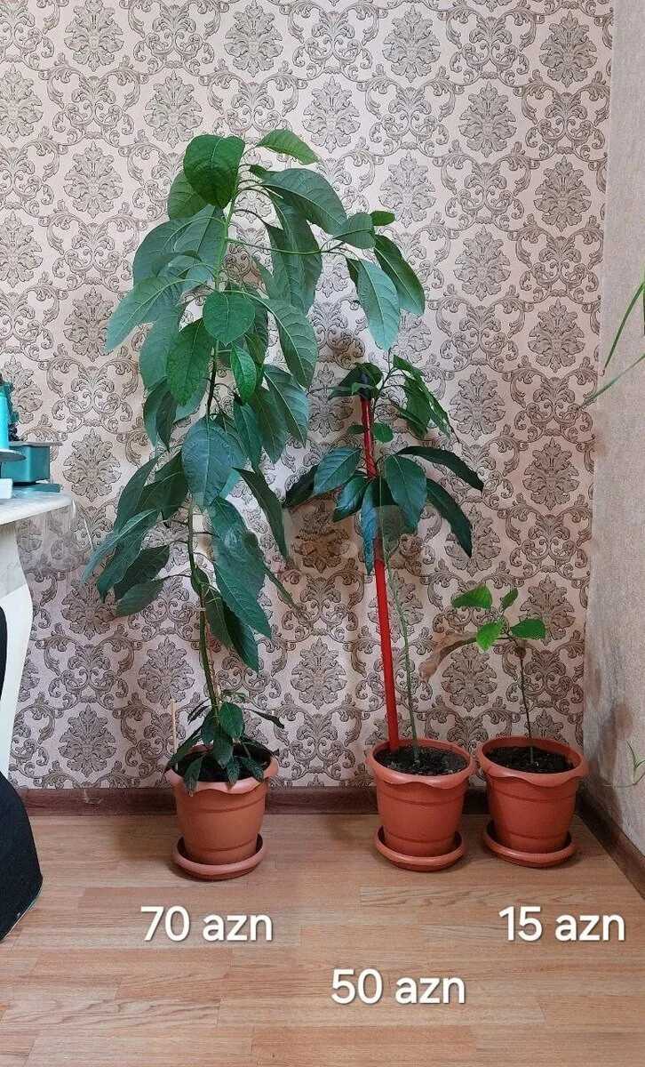 Avokado — Meyvə və Giləmeyvə, Bakı