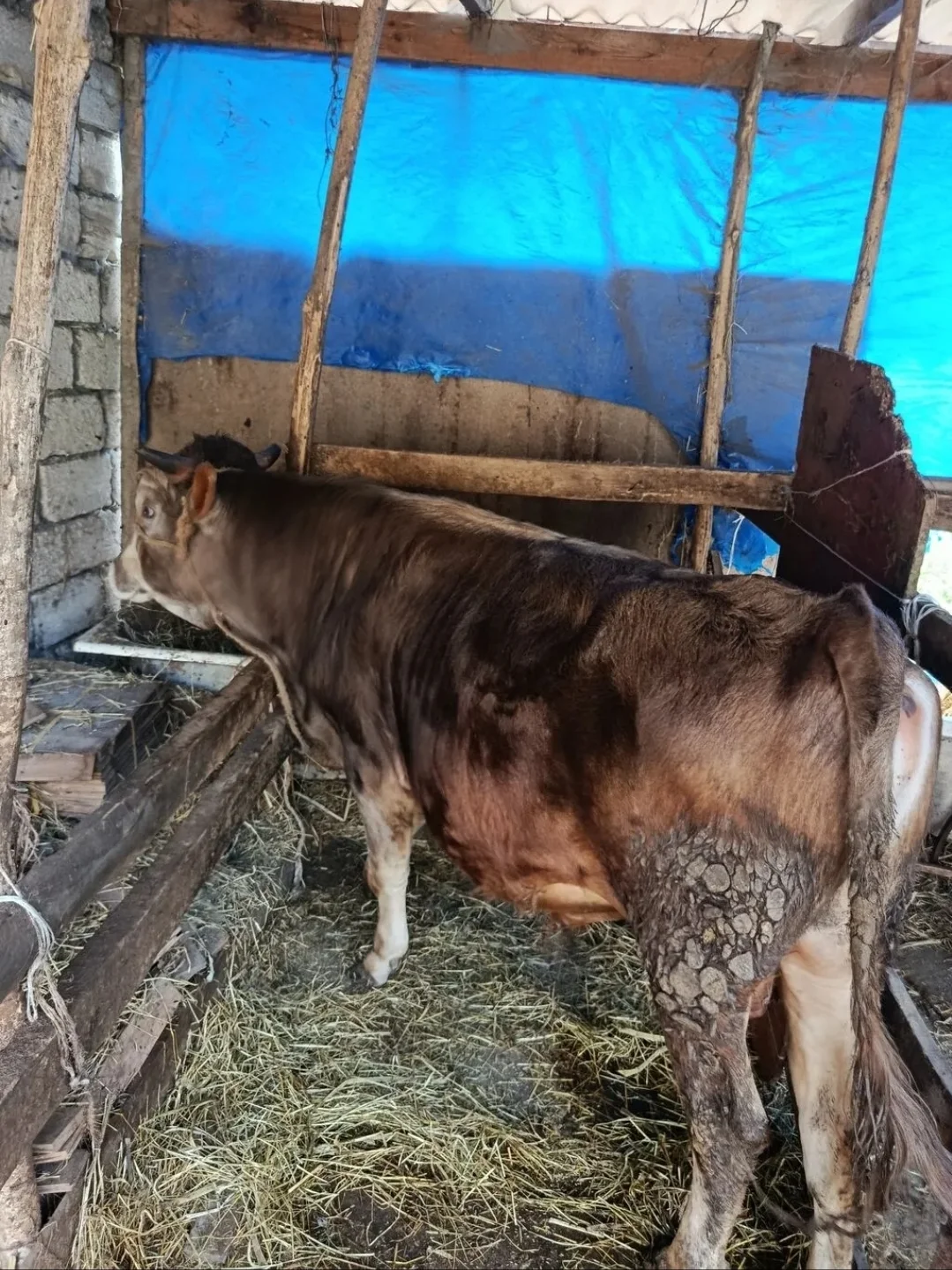 Dana — Heyvanlar, Quşlar, Balıqlar, Xaçmaz